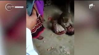 O maimuţă a stârnit panică printre locuitorii unui sat din India! Animalul a încercat să răpească un bebeluş (Video)