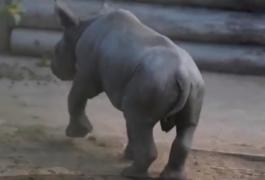 Un pui de rinocer în vârstă de doar o săptămână a putut fi văzut, pentru prima oară la o grădină zoologică din Marea Britanie
