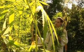 Culturi de cânepă renasc în Bistriţa Năsăud, după 20 de ani. Tesătura rezistă secole la rând