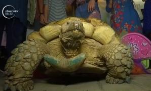 O broască ţestoasă pe nume Julie, sărbătorită cu mare fast la aniversarea de 50 de ani, într-o grădină zoologică din Pakistan