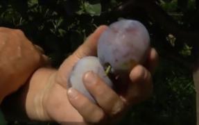 Mai puţine prune româneşti pe tarabe, din cauza vremii atipice