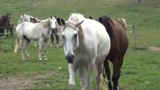 Refugiu pentru caii salvați, în Bistriţa-Năsăud