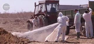 Pesta porcină închide graniţele pentru exporturi