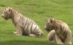 Doi tigrişori albi au devenit vedete într-un parc natural din China!