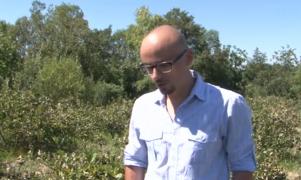 Un tânăr din Mureş face agricultură cu aronia