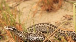 Panică în mai multe sate din Iaşi, după ce doi oameni au fost muşcaţi de şerpi