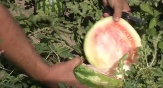 Pepenii de Probota, un lux în acest an. Ploile au distrus recolta în Dăbuleniul Moldovei