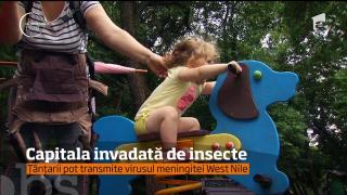 Capitala este invadată de insecte, deşi autorităţile susţin că au luat măsuri