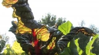 Sfecla elveţiană, tot mai apreciată de români. Frunzele de mangold au proprietăţi miraculoase