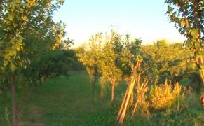 Este un an bun pentru recolta românească, dar gospodarii nu sunt foarte bucuroşi