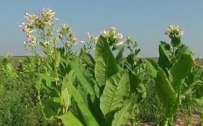 Tutunul românesc, deşi foarte apreciat, nu este o afacere profitabilă pentru cultivatori