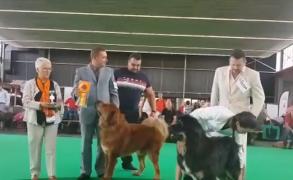 Cel mai frumos mastiff tibetan din lume este din Târgu Mureş. Boss Phantom are deja în palmares peste 50 de titluri