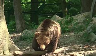 Dosar penal, după ce 2 îngrijitori de la Grădina Zoologică din Braşov au fost sfâşiaţi de un urs