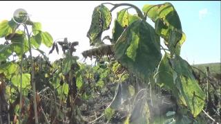 Mistreţii fac ravagii în judeţul Bistriţa-Năsăud. Agricultorii se plâng de mari distrugeri