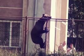 Explicaţiile autorităţilor de la Harghita în cazul ursului împuşcat după ce s-a plimbat nestingherit 12 ore prin oraş