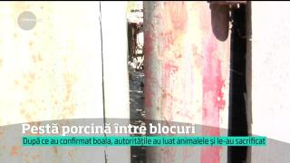 A aparut un nou focar de pestă porcină. De această dată chiar în centrul oraşului Brăila
