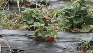 O mie de locuri de muncă la cules căpşuni în Spania şi Olanda, disponibile pentru români