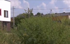 Legea privind combaterea ambroziei nu se aplică. Planta creşte în voie pe terenurile de la marginea Capitalei