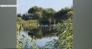 Alertă de poluare la marginea Capitalei: lacurile din comuna Berceni sub acoperite de peşti morţi