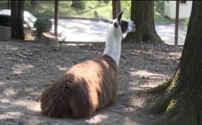 Locatari noi la Grădina Zoologică din Reșița. O pereche de canguri pitici, două lebede albe, o familie de lame şi una de maimuţe pavian