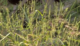 Stârpirea ambroziei, misiune imposibilă pentru autorităţi