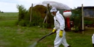 Autorităţile române au scăpat de sub control epidemia de pestă porcină