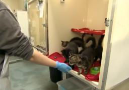 Marea Britanie: Magazinele nu vor mai avea dreptul să vândă animale de companie