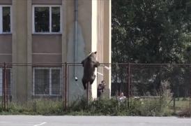 Urșii din pădurile României sunt de neoprit, deși Jandarmeria e dotată cu arme pentru tranchilizare