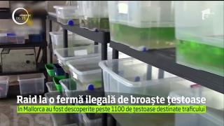 Raid la o fermă ilegală de broaște țestoase din Mallorca
