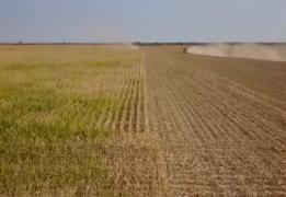 Canicula va deveni un fenomen obișnuit în Europa