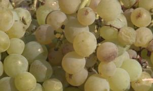 S-au copt strugurii în podgoriile din Muntenia, iar agricultorii sunt la vremea culesului