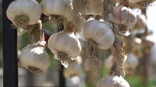 Usturoiul e vedetă în nordul Moldovei, la cel mai aromat festival al ţării