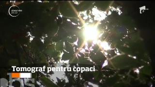 Tomograf pentru copaci, destinat să prevină producerea tragediilor pe timp de furtună