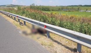 Pericolul urșilor, combătut cu panouri rutiere