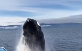 O balenă mai curioasă a luat prin surprindere, în largul statului Alaska, mai mulţi turişti aflaţi într-o barcă