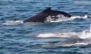 Imagini fascinante filmate în Australia. Mai mulţi delfini au apărat o balenă şi pe puiul ei, în apele Oceanului Pacific.