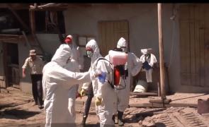 Peste porcină face ravagii în ţară! La Brăila situaţia este dramatică, 30.000 de animale au fost deja sacrificate