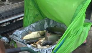 Veşti bune pentru pescarii din Buzău! Bălţile din judeţ sunt pline ochi cu crapi