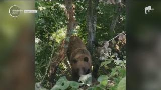 Urs rămas blocat în gardul unei gospodării din Prahova (Video)