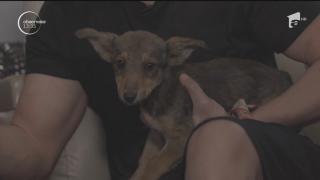 Un căţel a fost salvat de echipa X Factor! Cel care îl va adopta va fi invitat în Marea Finală