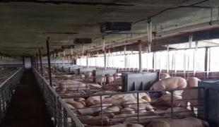 Cum a ajuns virusul pestei porcine în cea mai mare fermă de porci din România. Sute de angajați rămân fără slujbe