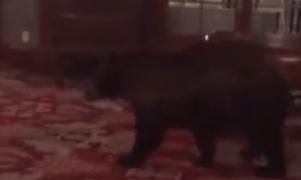 Colorado: Un urs a deschis ușa unui hotel de lux pentru a testa mobilierul. Nemulțumit, a părăsit clădirea agale