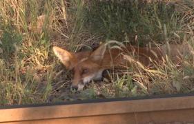 Vulpe rănită de tramvai în Capitală, lăsată pe şine până când o altă garnitură a ucis-o!