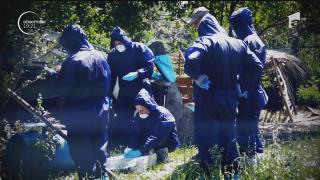 Criza pestei porcine: peste 140 de mii de porci de la cea mai mare crescătorie din țară vor fi sacrificați