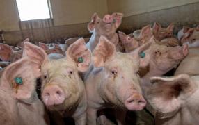 Efectele pestei porcine: "De Crăciun, carnea de porc românesc ar putea lipsi din magazine", avertizează autorităţile