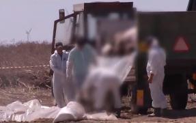 Crăciun fără carne de porc autohtonă. 140 de mii de animale vor fi ucise într-o singură fermă, la Brăila