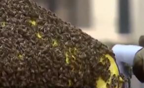 Invazie de albine în Times Square, New York