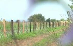 Bulgaria a ridicat un gard contra mistreților, lung de 133 de kilometri!