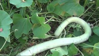 Dovlecei ca nişte şerpi încolăciţi în Maramureş. Pot atinge 2 metri, iar gospodinele gătesc din ei zile la rând