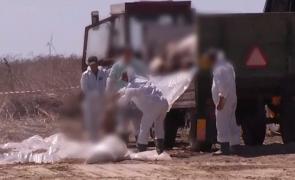 Criza pestei porcine. Virusul a intrat în ţară din vina oamenilor, explică Ministrul Agriculturii